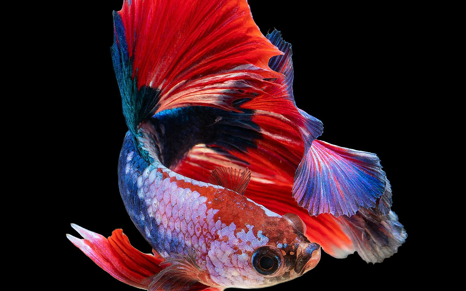 Pez betta rojo y azul nadando con las aletas desplegadas