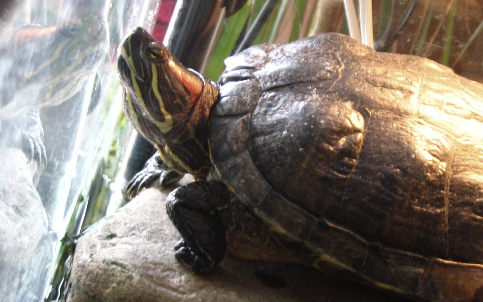 Tortuga de agua: luz UVB, calor y zona seca