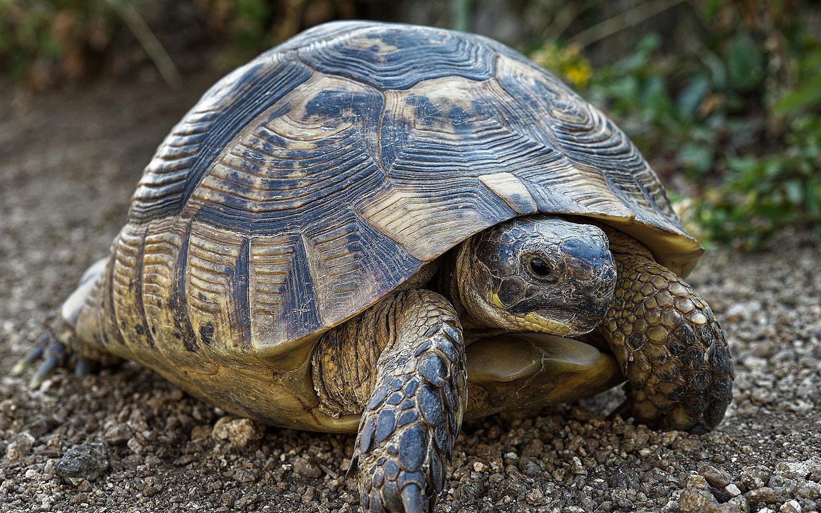 Primer plano de una tortuga en una zona seca junto al agua