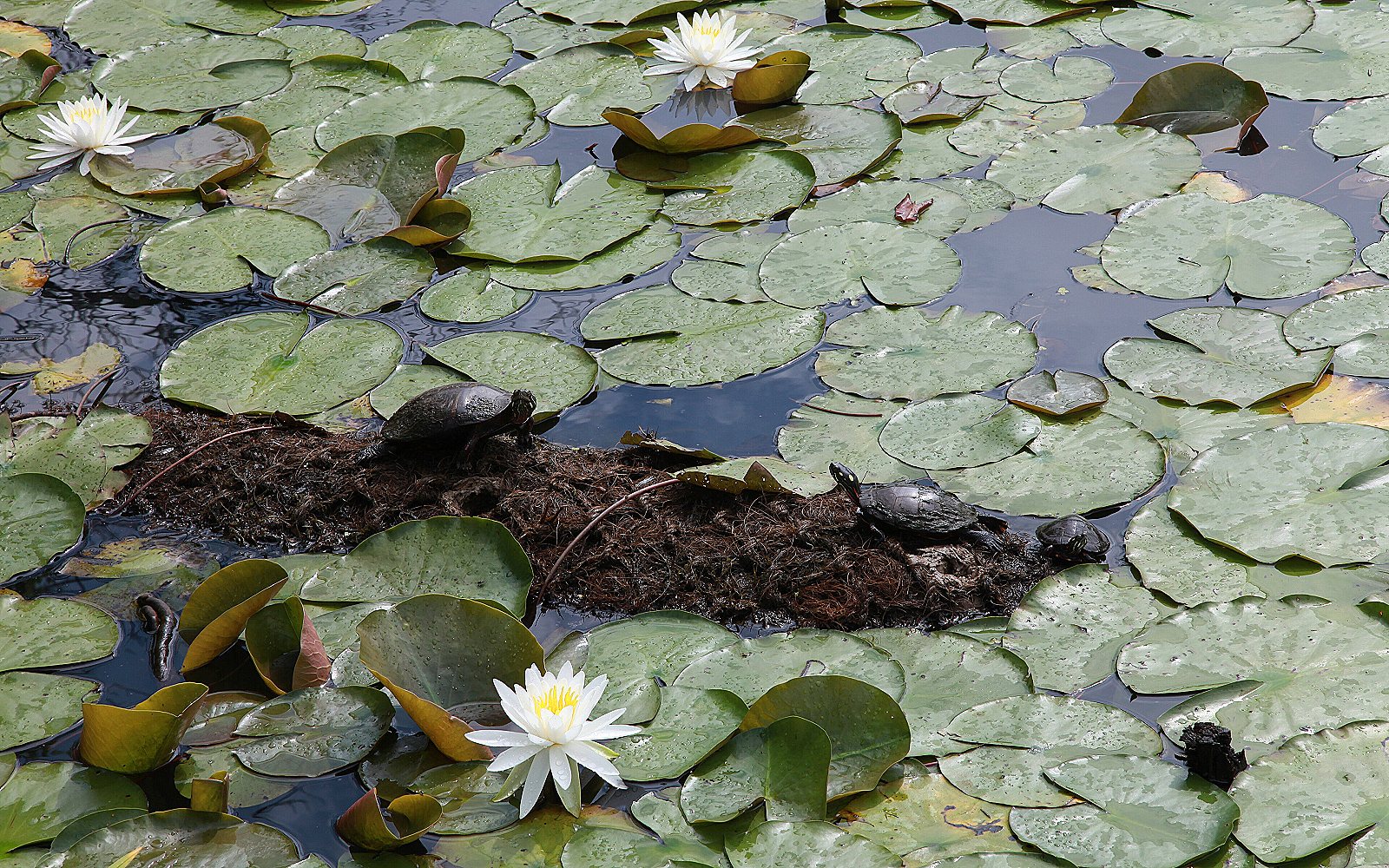 Tortugas de agua: cuidados básicos y terrario