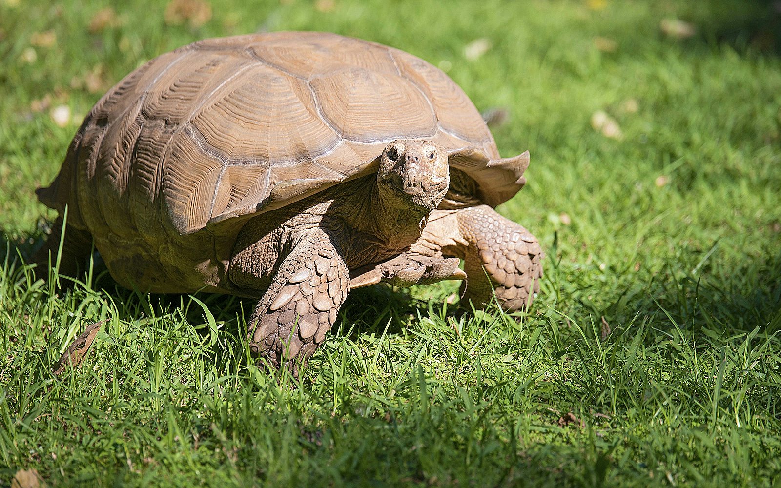 Tortuga marrón caminando entre la hierba a pleno sol