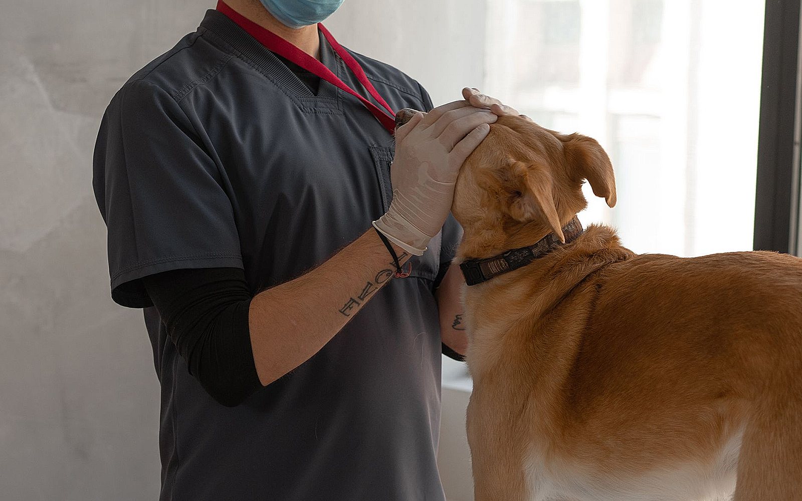 Veterinario con mascarilla y guantes sujetando con suavidad la cabeza de un perro durante la revisión