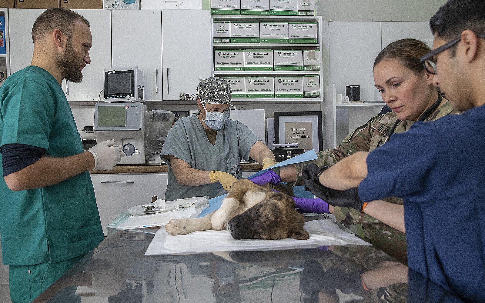 Vacunas del perro: calendario y cuáles son obligatorias